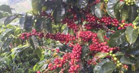 Café